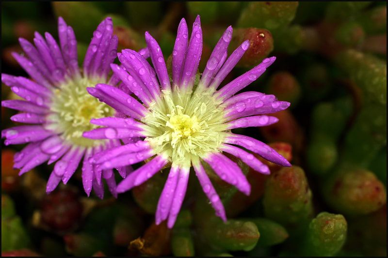 Popping colour of hardy natives. Photo credit: Sandy Scheltema Photography