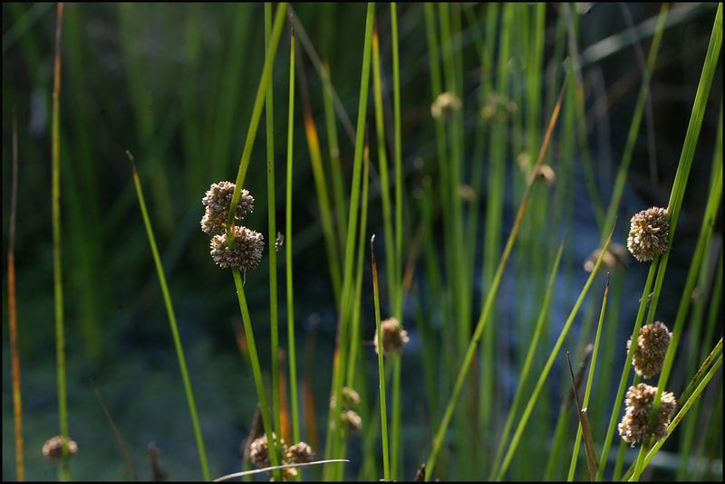 Seedheads of native grasses, close-up