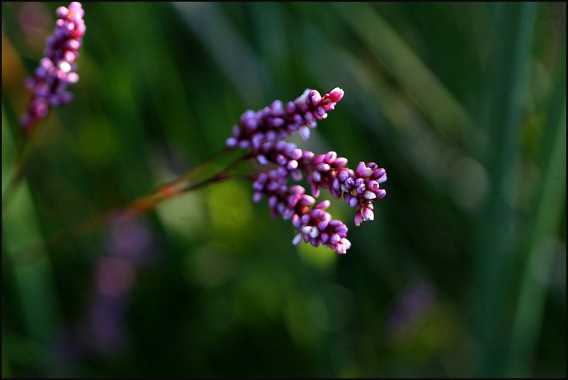 Locally suited native plant. Photo credit: Sandy Scheltema Photography