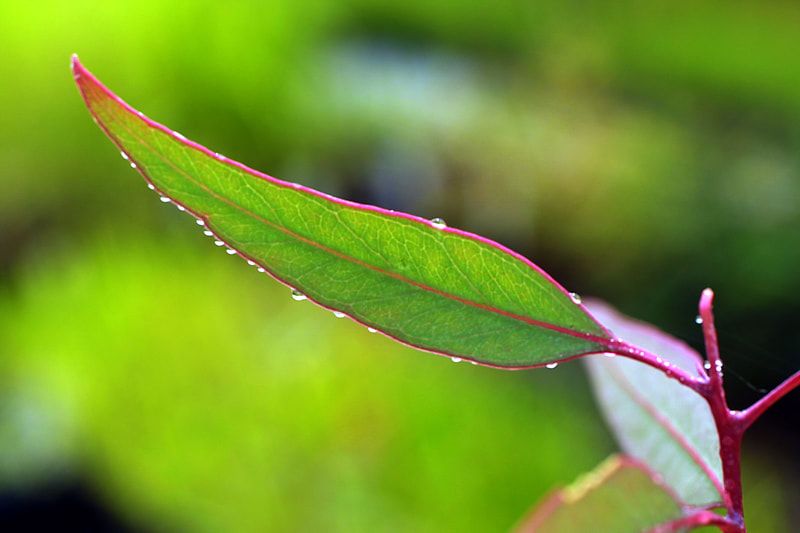 The quiet beauty of a eucalypt. Photo credit: Sandy Scheltema Photography