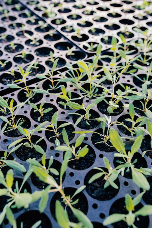 The beginning of a resilient landscape. Photo credit: Ben Mulligan