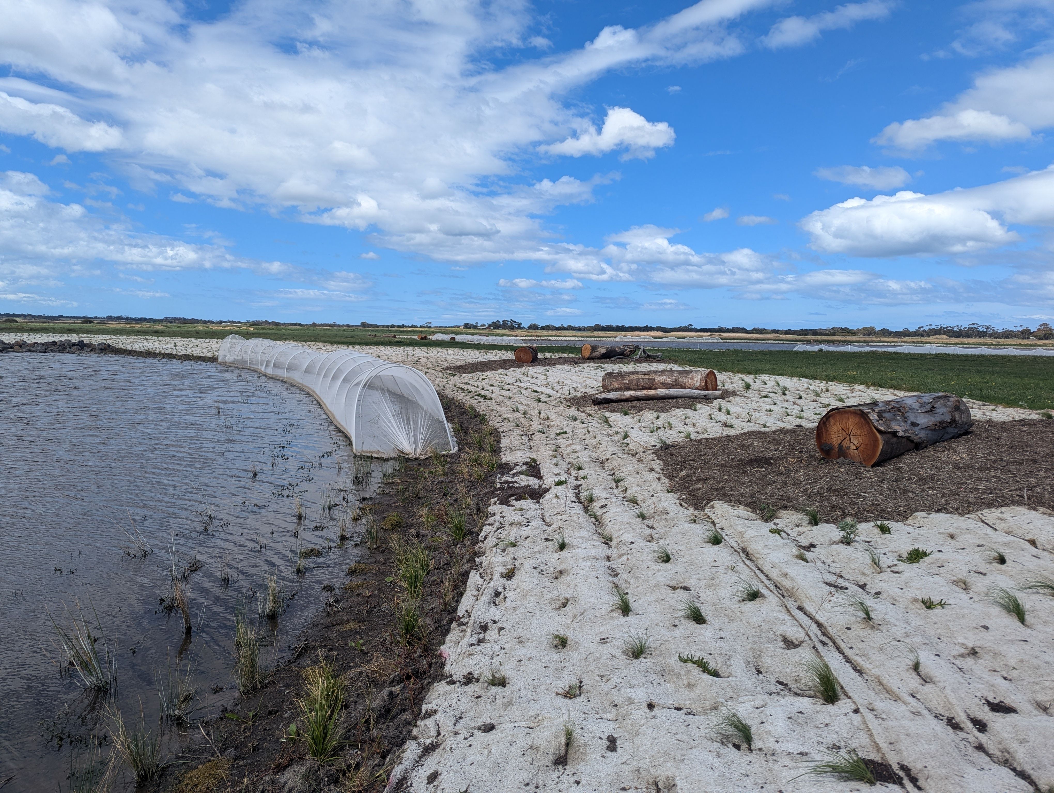 Coir matting and tube stock plantings around a new wetland