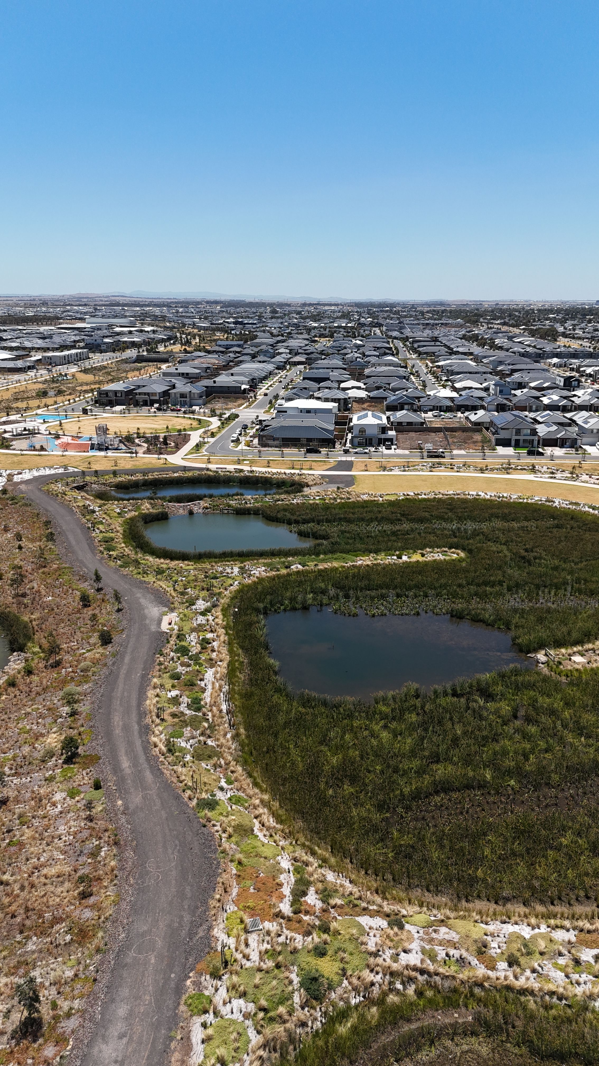 Mature wetland reed beds within an urban estate
